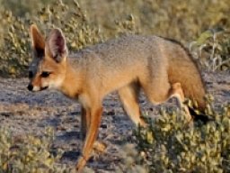 Renard du Cap